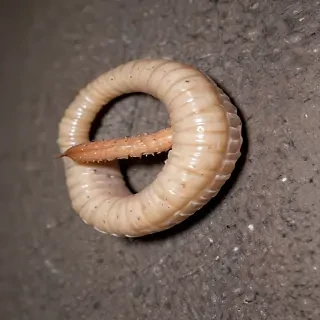 ring worm images