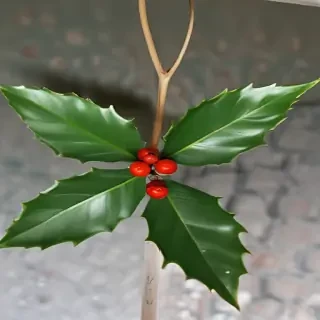 images of holly