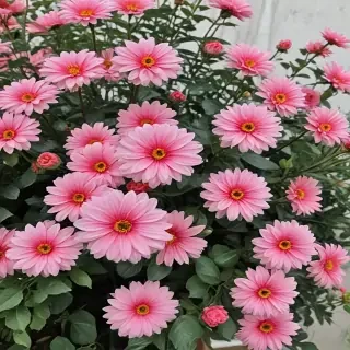 flowers aesthetic