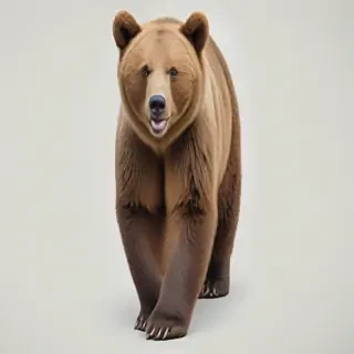 png bear