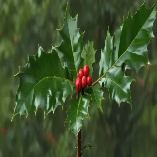 holly picture