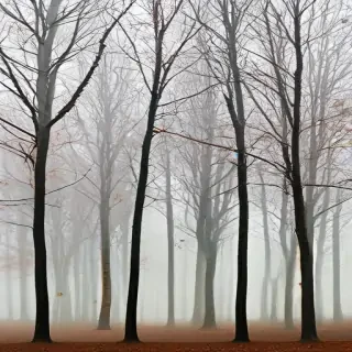 trees transparent