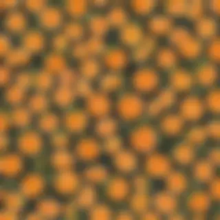 orange cute wallpaper