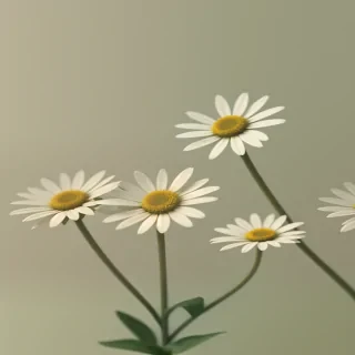 daisy flower wallpaper