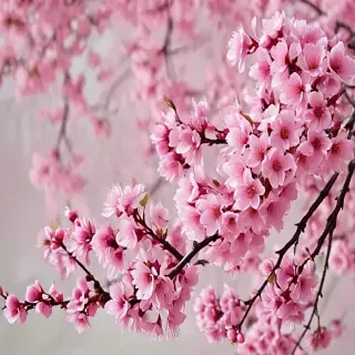 cherry blossom background wallpaper