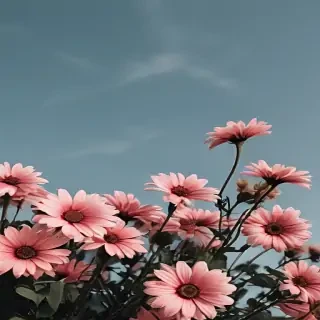 aesthetic flower desktop wallpaper