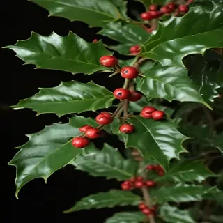images of holly