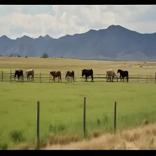 ranch background