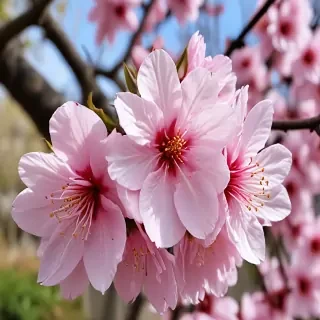 sakura flower