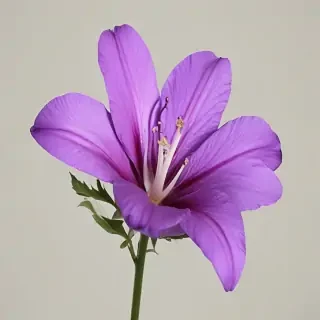 purple flower png