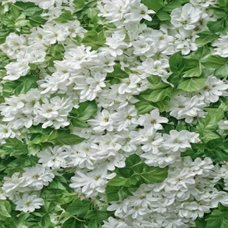 green and white backgrounds