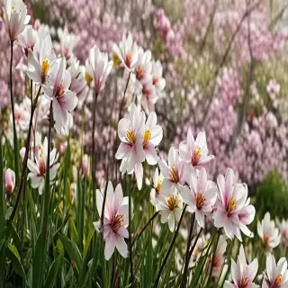 spring flowers