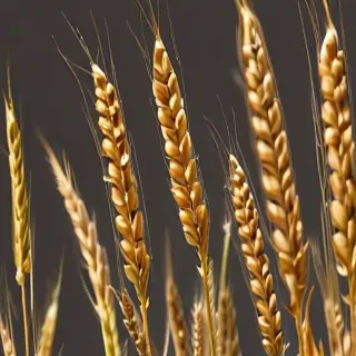 wheat png