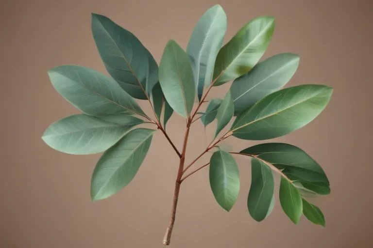transparent eucalyptus clipart