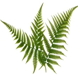 fern png