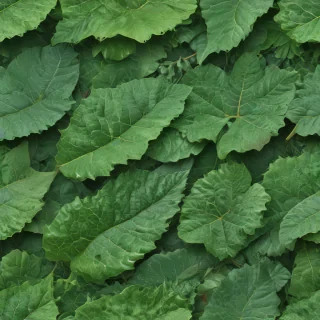 green leaf design