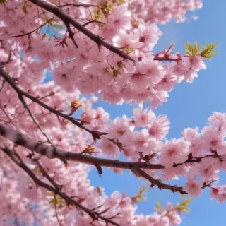 sakura blossom wallpaper