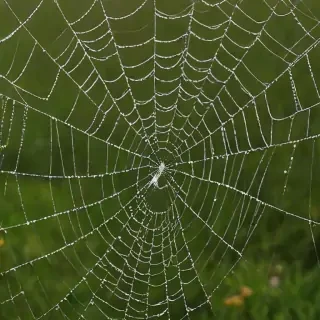 spiderweb