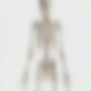 skeleton transparent background