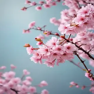 cherry blossom backgrounds