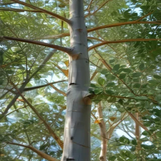 transparent eucalyptus