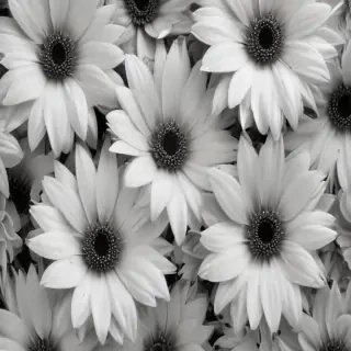 black and white flower background