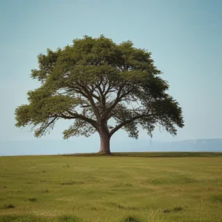 tree background