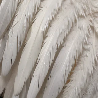 feather background