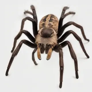 tarantula png