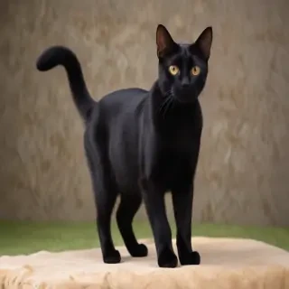 bombay cat breed