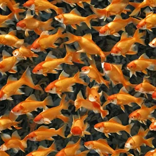 gold fish