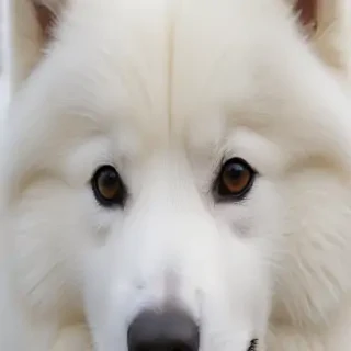 samoyed dog