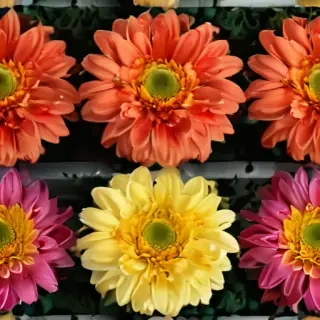 chrysanthemum png