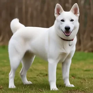 canaan dog breed