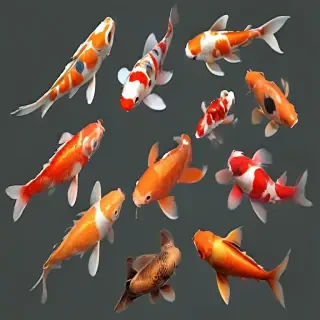 koi fish png