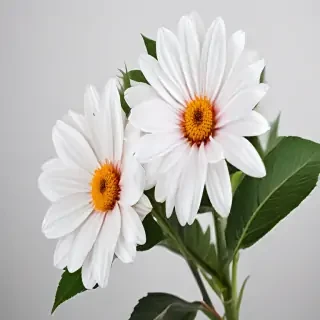 flower white bg