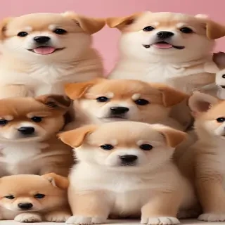 cute dogs wallpaper