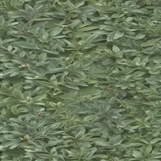 aesthetic sage green