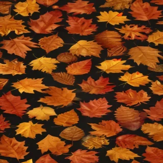 fall leaves png transparent