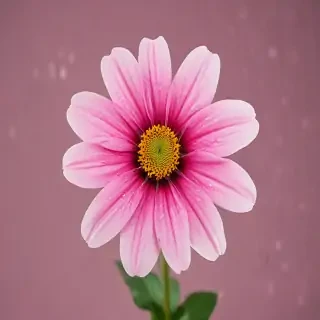 flower no background