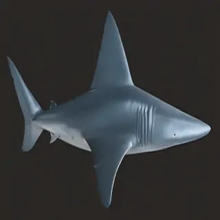shark fin png