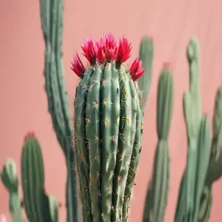 aesthetic cactus wallpaper