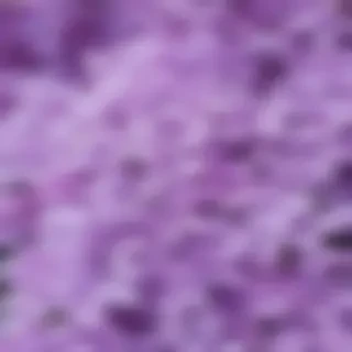 lilac wallpaper iphone