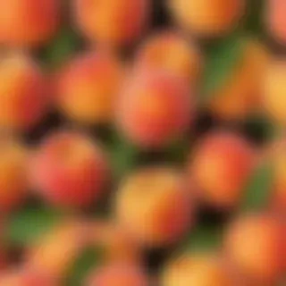 peach png