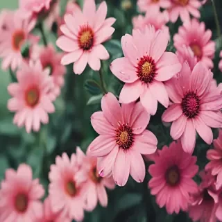 flower wallpaper phone