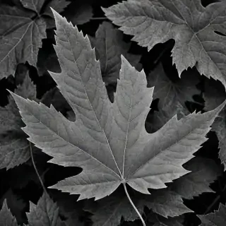 leaf images black and white