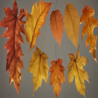 fall leaf png