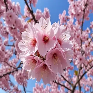 sakura flower