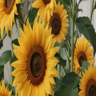 aesthetic sunflower