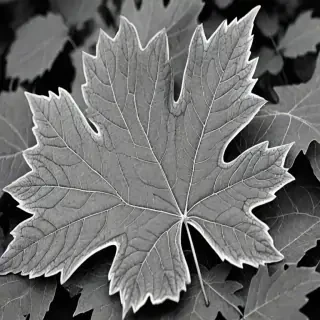 clipart of leaf black and white